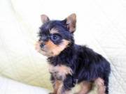 lovely yorkie pups available for re homed (252)366-8230