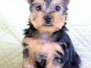 gorgeous yorkie puppy for sale (252)366-8230