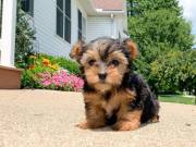 gorgeous yorkie baby for re homed (252)366-8230