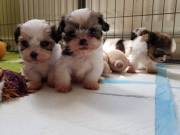 Trained and Good looking shih tzu for Adoption.