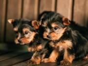 Two Adorable yorkshire puppies for rehoming