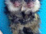 Cute, and Healthy Marmoset Monkeys for adoption  (701) 543-2328