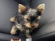 Teacup Yorkie for adoption Text (580) 925-0579