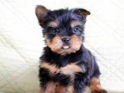 beautiful yorkie puppy available for a new home 2523668230