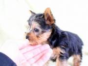 available yorkie babies for sale 2523668230