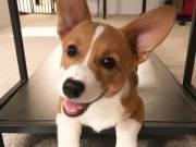 beautiful corgi puppy available for re home 2523668230