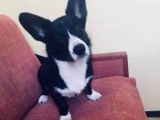 cute corgi puppy for sale 2523668230