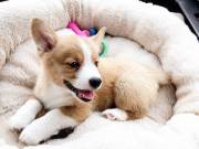 adorable welsh corgi puppy ready for new home 2523668230