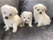 beautiful Teacup maltes puppies male & female for sale +1(605)951-0109