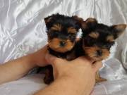 Micro Teacup Yorkie puppies for adoption Call/Text us ‪(724) 209-4355