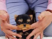 Adorable male & Female Teacup Yorkie Puppies For Adoption text or call (919) 752-8022
