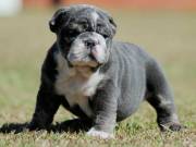 Super English Bulldog Puppies For Sale