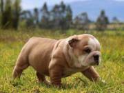 AKC Registered English Bulldog Puppies Available