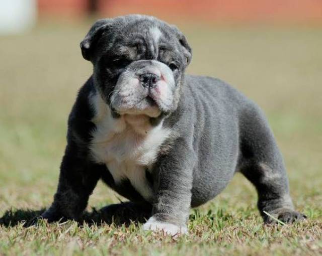 The Secret To Finding Healthy Bulldog Puppies For Sale - mpldb7f