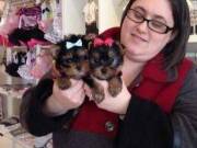 Cute Male and female Teacup Yorkie Puppies for sale Cute Male and femal
