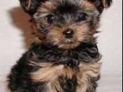 charming Teacup yorkie puppies available