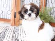 Cute Shih Tzu Puppies for Rehoming