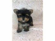 Yorkie Needs a Home text at ‪(302) 715-4471‬