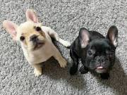 Adorable male and female French bulldog puppies.