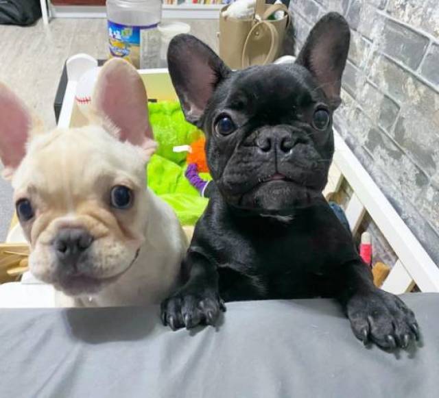 Adorable male and female French bulldog puppies. Virginia Beach