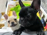 Adorable male and female French bulldog puppies, text via 2405311446