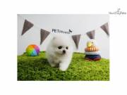 White Pomeranian Puppies