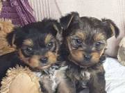 Adorable Yorkie Puppies