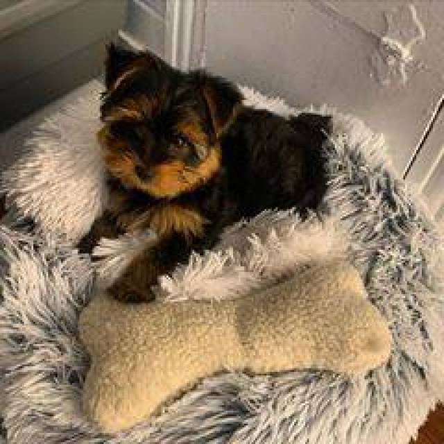 Two Adorable Teacup Yorkie Puppies Las Vegas Állat