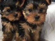 Yorkie Teacup Toy Puppies Available Now