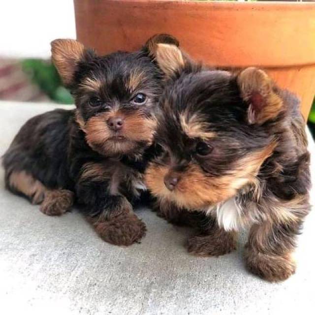 Teacup Yorkie puppies Text or call me at ( 8585) 304 0919