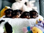 10 weeks,Teacup Yorkie puppies For Adoption 2095538451