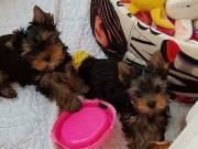 10 weeks,Teacup Yorkie puppies For Adoption  2095538451