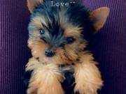 10 weeks,Teacup Yorkie puppies For Adoption 2095538451