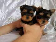 10 weeks,Teacup Yorkie puppies For Adoption 2095538451