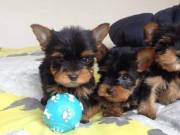 10 weeks,Teacup Yorkie puppies For Adoption 2095538451