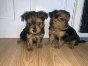 Yorkshire Terrier Puppies looking for good homes {call or text +1(682)593-3218