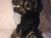 super Sweet Yorkshire Terrier Puppies for Sale contact:+1(682)-593-3218