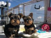  Free Yorkshire Terrier Puppies To A Good Home contact:+1(682)-593-3218