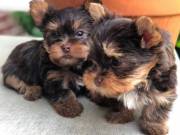  Akc reg Adorable Yorkshire Terrier Puppies for Re homing contact:+1(682)-593-3218