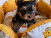       cute Yorkshire Terrier Puppies for free adoption contact:+1(682)-593-3218
