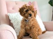  lovely maltipoo puppies for sale.contact via (817) 952-9774