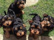  yorkshire terrier puppies ready for adoption.contact via (817) 952-9774