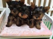  yorkshire terrier puppies ready for adoption.contact via (682)-593-3218
