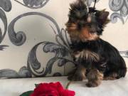  yorkshire terrier puppies for sale.contact via (817) 952-9774