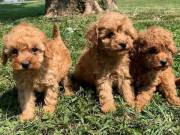  cute and adorable maltipoo puppies for sale .contact via (817) 952-9774