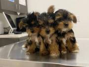  yorkshire puppies for rehoming.contact via (817) 952-9774
