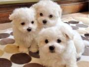 Teacup  trained Malttes puppies male & female for sale +1(405) 445-1011