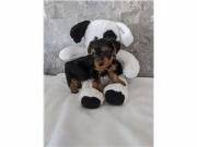 AKC Teacup Yorkie PUPPIES, BEAUTIFUL, HEALTHY,FOR GOOD  FAMILY text at ‪(302) 715-4471‬