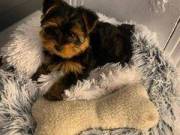 Lovely Yorkie Puppies For Rehoming