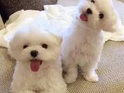 ‬ beautiful Teacup malttes puppies male & female for   sale (785) 248-5695